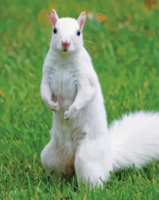 Cute Albino Squirrels Paint By Numbers