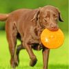 Cute Chocolate Lab Paint By Numbers