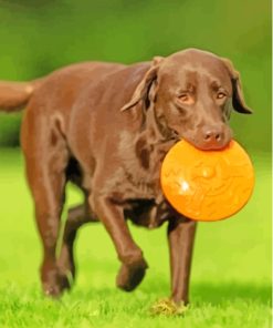 Cute Chocolate Lab Paint By Numbers