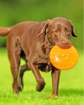 Cute Chocolate Lab Paint By Numbers