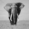 Elephant Black And White Wildlife Paint By Numbers