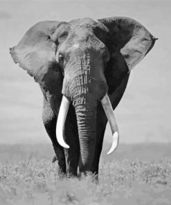 Elephant Black And White Wildlife Paint By Numbers