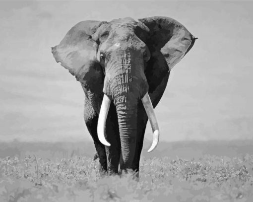 Elephant Black And White Wildlife Paint By Numbers