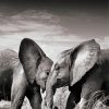 Elephants Couple Black And White Wildlife Paint By Numbers