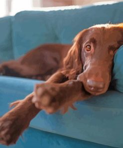 Flat Coated Retriever On Sofa Paint By Numbers