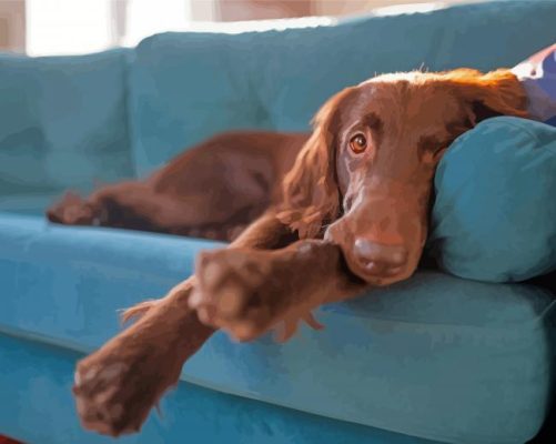 Flat Coated Retriever On Sofa Paint By Numbers