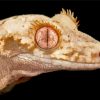 Lilly White Crested Gecko Reptile Paint By Numbers