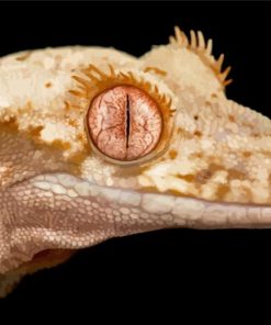 Lilly White Crested Gecko Reptile Paint By Numbers