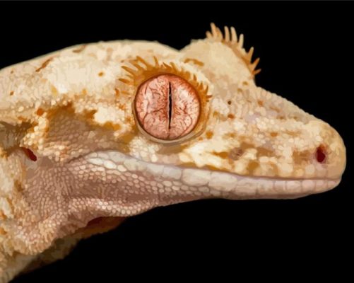 Lilly White Crested Gecko Reptile Paint By Numbers