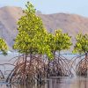 Mangrove Trees Paint By Numbers