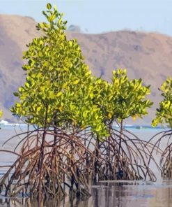 Mangrove Trees Paint By Numbers