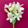 Tuberose Flowers Plant Paint By Numbers