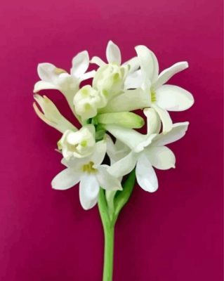 Tuberose Flowers Plant Paint By Numbers