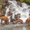 Alaska Grizzly Bears In Waterfall Paint By Numbers