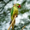 Alexandrine Parakeet On A Branch Paint By Numbers