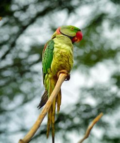 Alexandrine Parakeet On A Branch Paint By Numbers