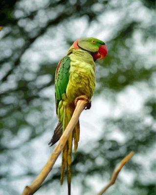 Alexandrine Parakeet On A Branch Paint By Numbers