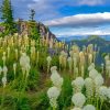 Beargrass Plants Meadow Paint By Numbers