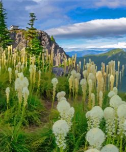 Beargrass Plants Meadow Paint By Numbers