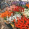 Bicycle And Colorful Tulips Paint By Numbers