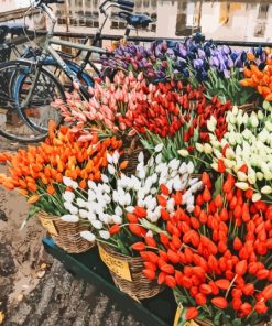 Bicycle And Colorful Tulips Paint By Numbers