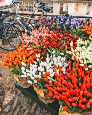 Bicycle And Colorful Tulips Paint By Numbers