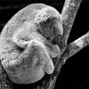 Black And White Koala Paint By Numbers