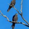 Black Falcon Birds On Tree Paint By Numbers