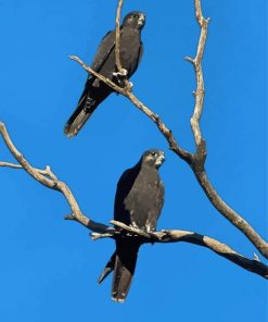 Black Falcon Birds On Tree Paint By Numbers