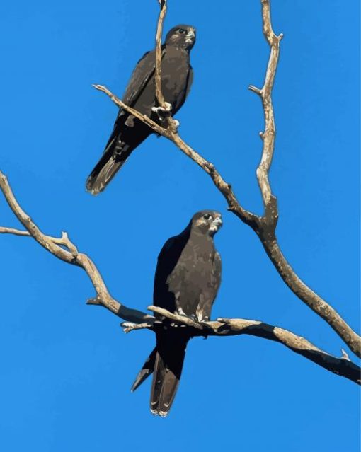 Black Falcon Birds On Tree Paint By Numbers