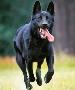 Black Shepherd Paint By Numbers