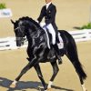 Dressage Horse Man Paint By Numbers