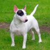 English Bull Terrier Paint By Numbers