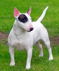 English Bull Terrier Paint By Numbers