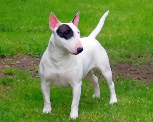 English Bull Terrier Paint By Numbers