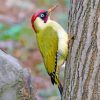 European Woodpecker Green Bird Paint By Numbers