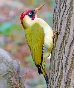 European Woodpecker Green Bird Paint By Numbers