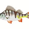 European Perch Fish Art Paint By Numbers