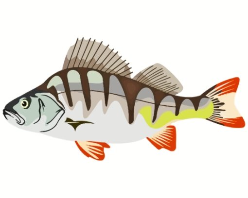 European Perch Fish Art Paint By Numbers