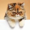 Exotic Shorthair Cat Paint By Numbers