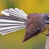 Fantail Bird Paint By Numbers