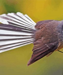 Fantail Bird Paint By Numbers