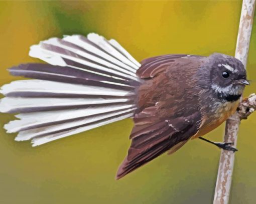 Fantail Bird Paint By Numbers