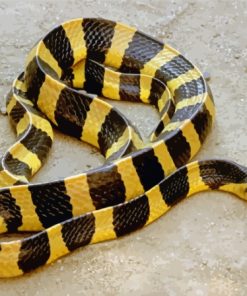 Indian Krait Paint By Numbers