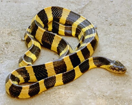 Indian Krait Paint By Numbers