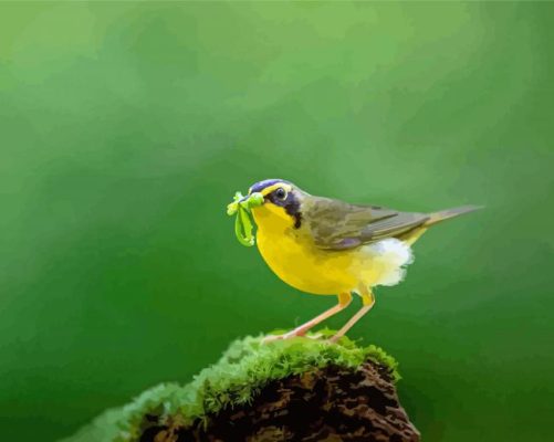 Kentucky Warbler Paint By Numbers