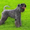 Kerry Blue Terrier Dog Paint By Numbers