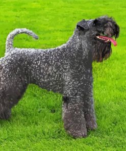 Kerry Blue Terrier Dog Paint By Numbers