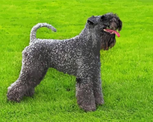 Kerry Blue Terrier Dog Paint By Numbers