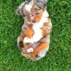 Mini Australian Shepherd Puppy Paint By Numbers